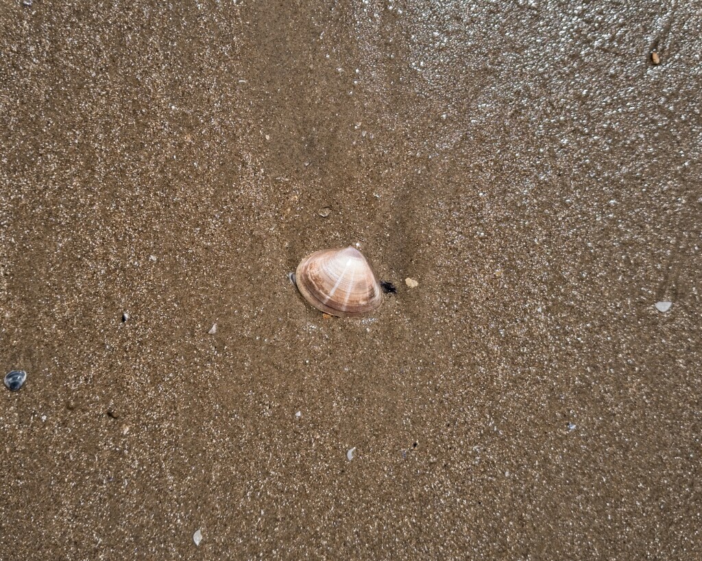 I Saw a Seashell by billyboy