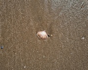 18th Jul 2021 - I Saw a Seashell