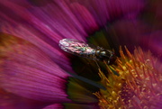 18th Jul 2021 - Gazania and insect.............