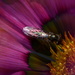 Gazania and insect............. by ziggy77