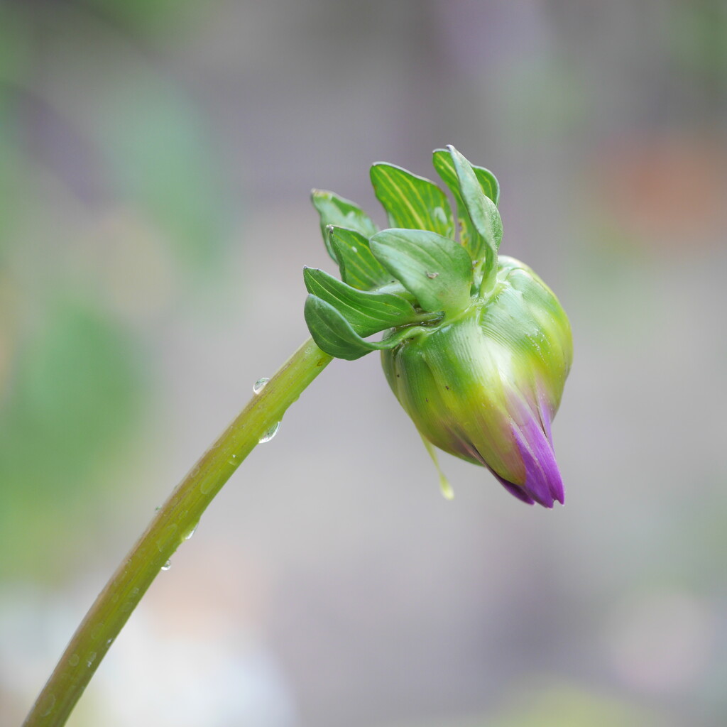 About to Bloom by newbank