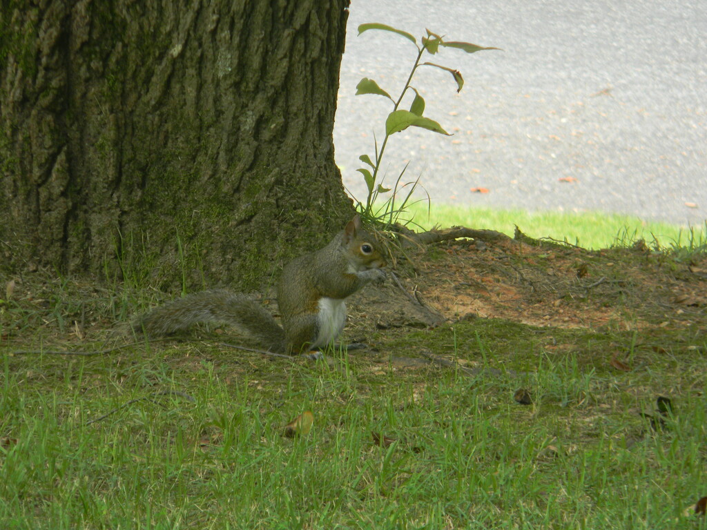 Squirrel in Front Yard by sfeldphotos