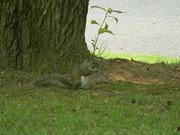 18th Jul 2021 - Squirrel in Front Yard