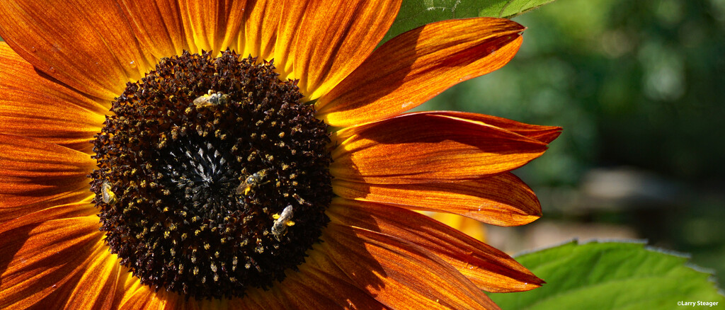 Sunflower visitors by larrysphotos