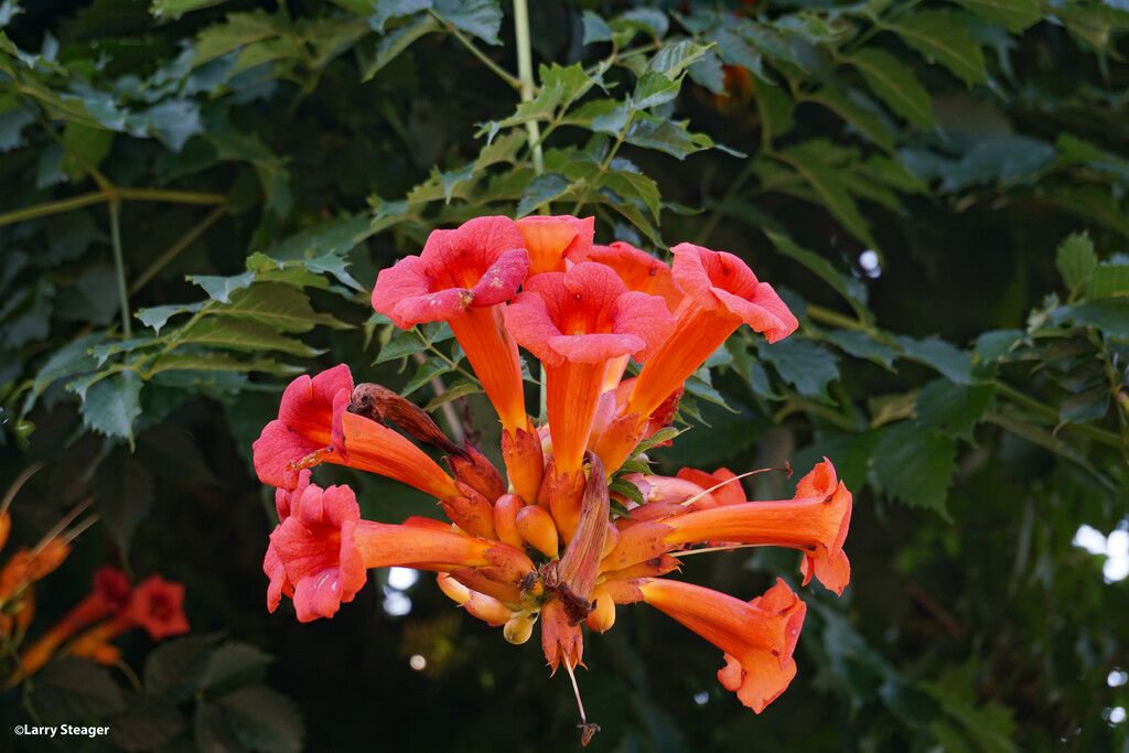 Trumpet vine flower by larrysphotos
