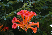 18th Jul 2021 - Trumpet vine flower