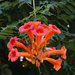 Trumpet vine flower by larrysphotos