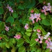   Dwarf Perennial Begonia ~      by happysnaps