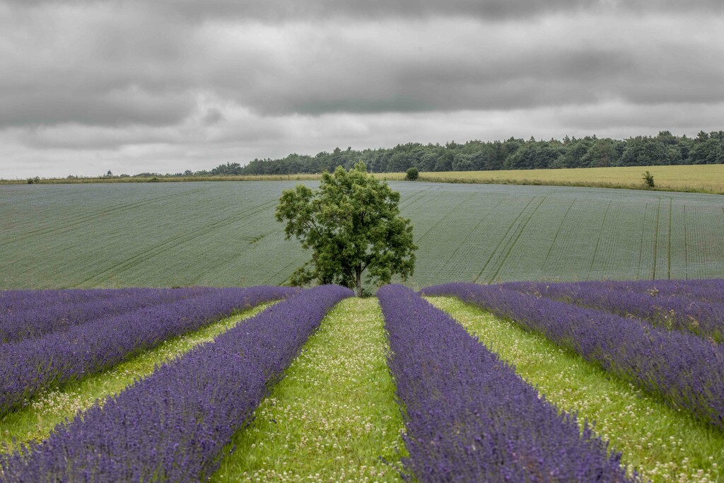 lavender fields by shepherdmanswife