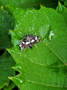 18th Jul 2021 - Common Spring Moth