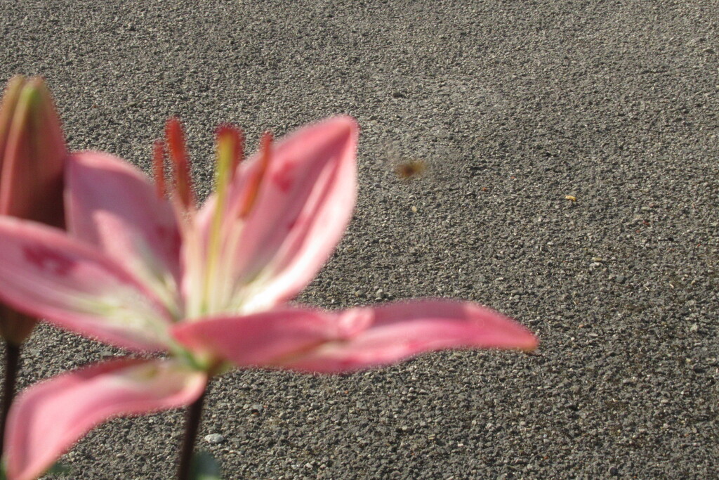 lily and hoverfly by anniesue