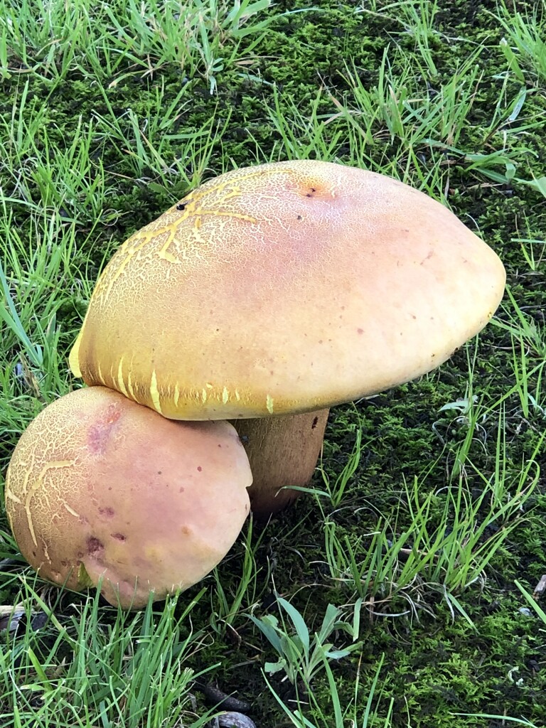 Mushrooms by mlwd