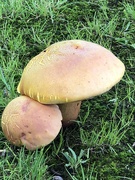 18th Jul 2021 - Mushrooms