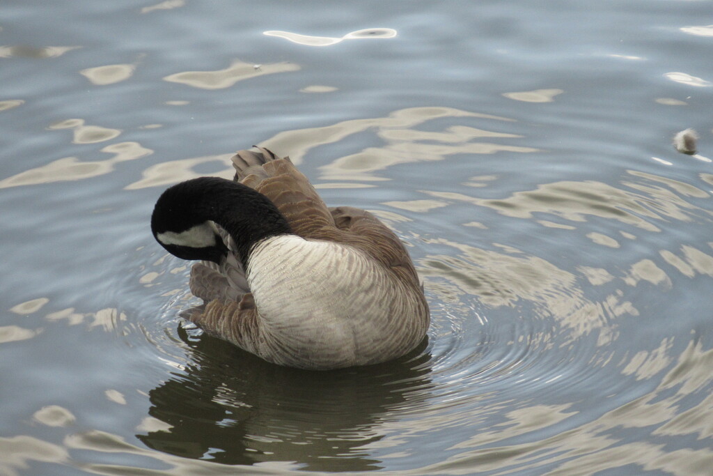 goose, preening by anniesue