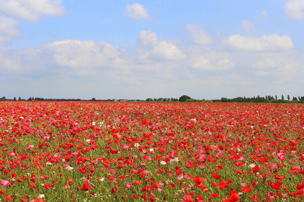 A sea of poppies  by pyrrhula