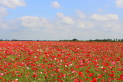 18th Jul 2021 - A sea of poppies 