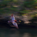 Mallard Drake flying around in circles  by creative_shots
