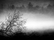 18th Jul 2021 - the "dread" tree...  and mist...