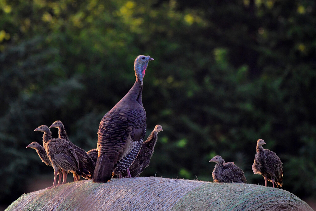 Mama and Babies on Haybale by kareenking