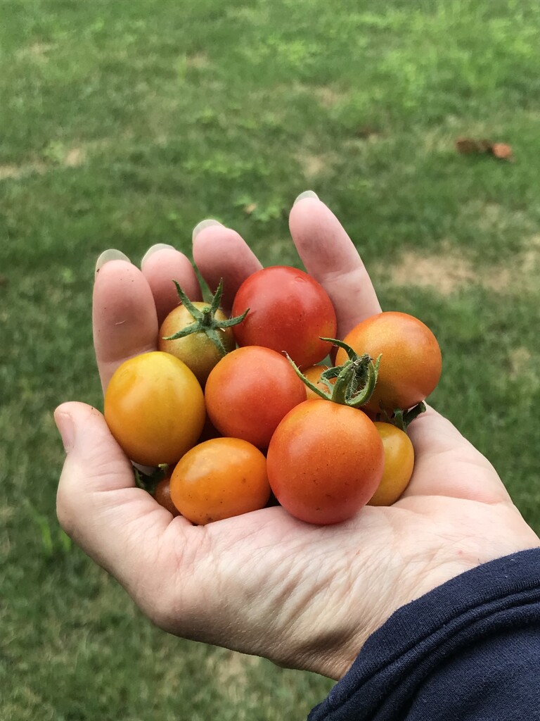 First Tomatoes  by beckyk365