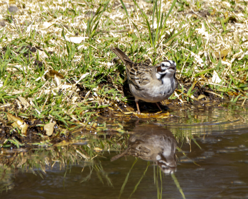 Lark Sparrow by cwbill