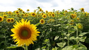 18th Jul 2021 - Sunflower Field 