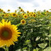 Sunflower Field  by julie