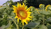 17th Jul 2021 - Sunflower 