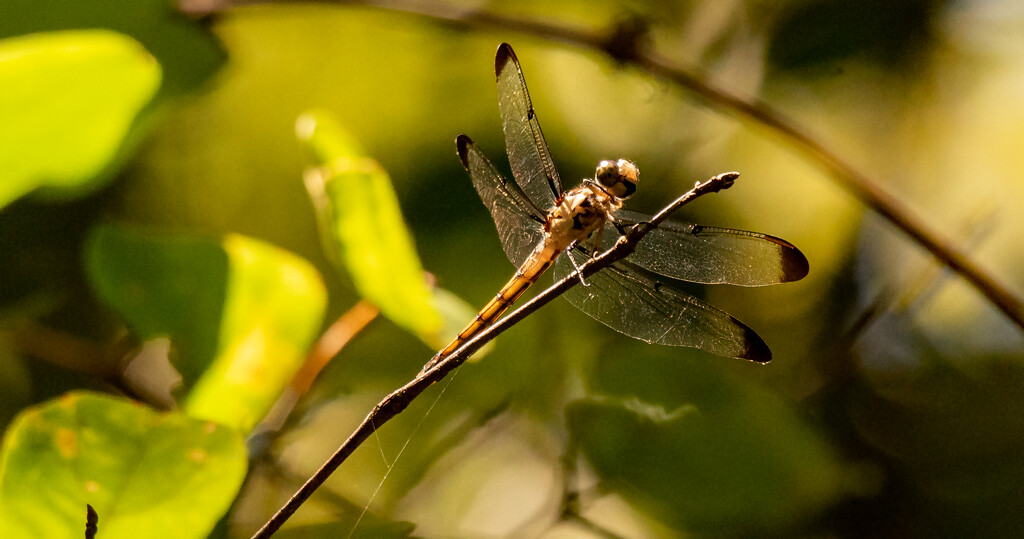 Dragonfly Taking a Break! by rickster549
