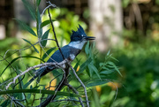 18th Jul 2021 - Belted Kingfisher