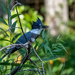 Belted Kingfisher by nicoleweg
