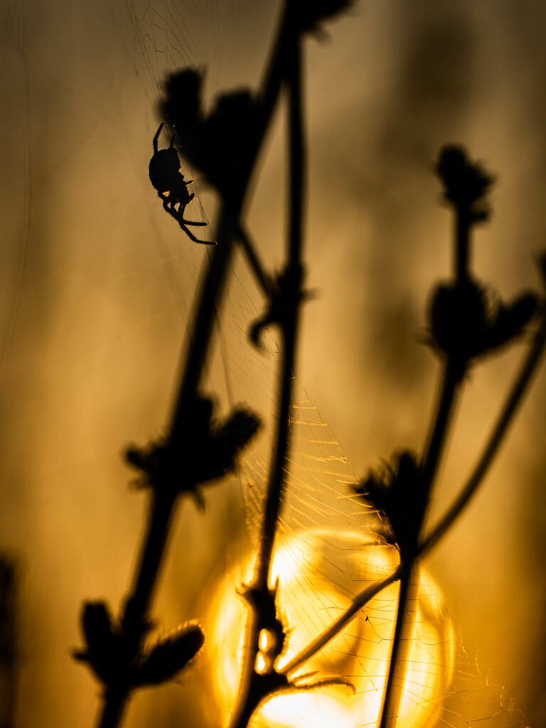 Sun caught in a spider web  by haskar