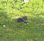 19th Jul 2021 - This fantail was constantly on the move .