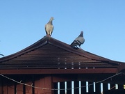 18th Jul 2021 - pigeons