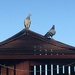 pigeons by cam365pix