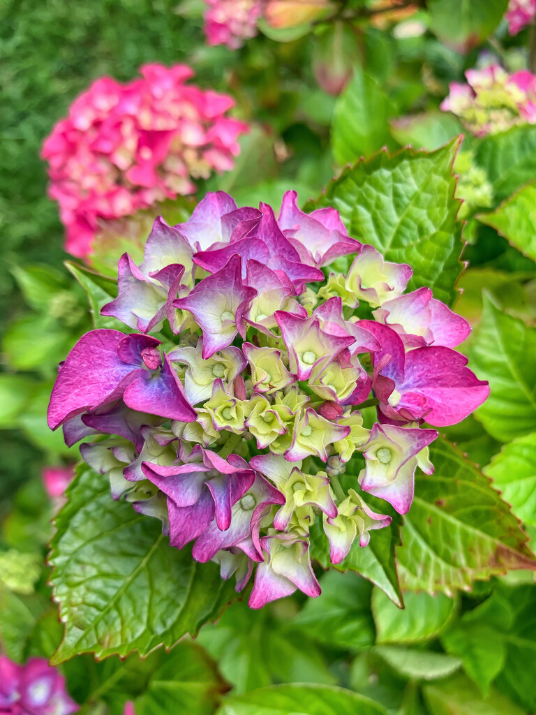 Hydrangea 7 by pamknowler