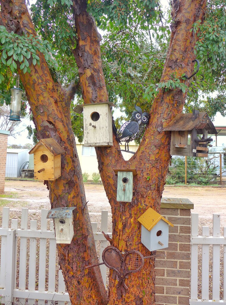 Bird Houses by leggzy