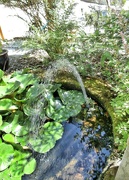 19th Jul 2021 - Water feature......
