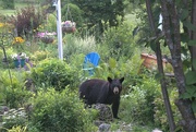 19th Jul 2021 - Black Bear 