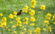 19th Jul 2021 - I see a robin through the flowers