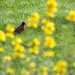 I see a robin through the flowers by mittens