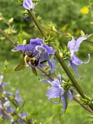 19th Jul 2021 - Tall bellflower and bee