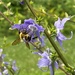 Tall bellflower and bee by tunia