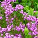 Bell Heather by fishers