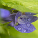 Purple Petals by kvphoto