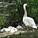 Swan and Cygnets by oldjosh