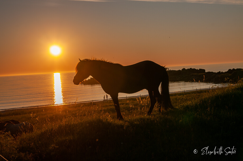 Horse in the midnight sun by elisasaeter