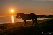 19th Jul 2021 - Horse in the midnight sun
