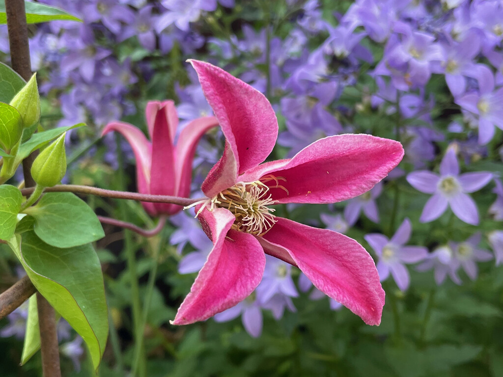 Clematis 'Princess Diana' by 365projectmaxine
