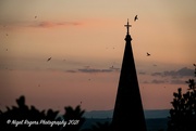 19th Jul 2021 - swifts at sunset 1